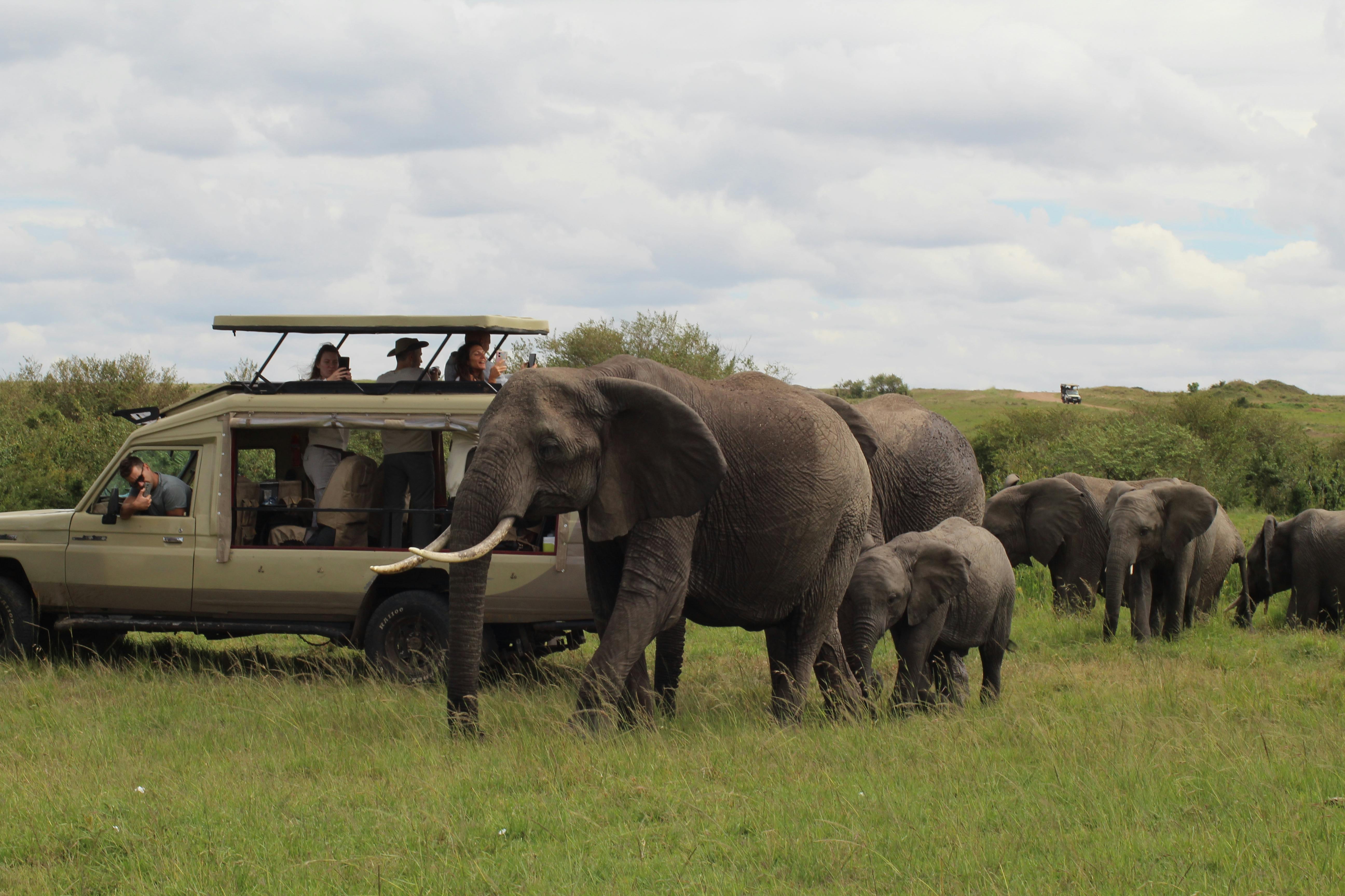 Maasai Mara Safari